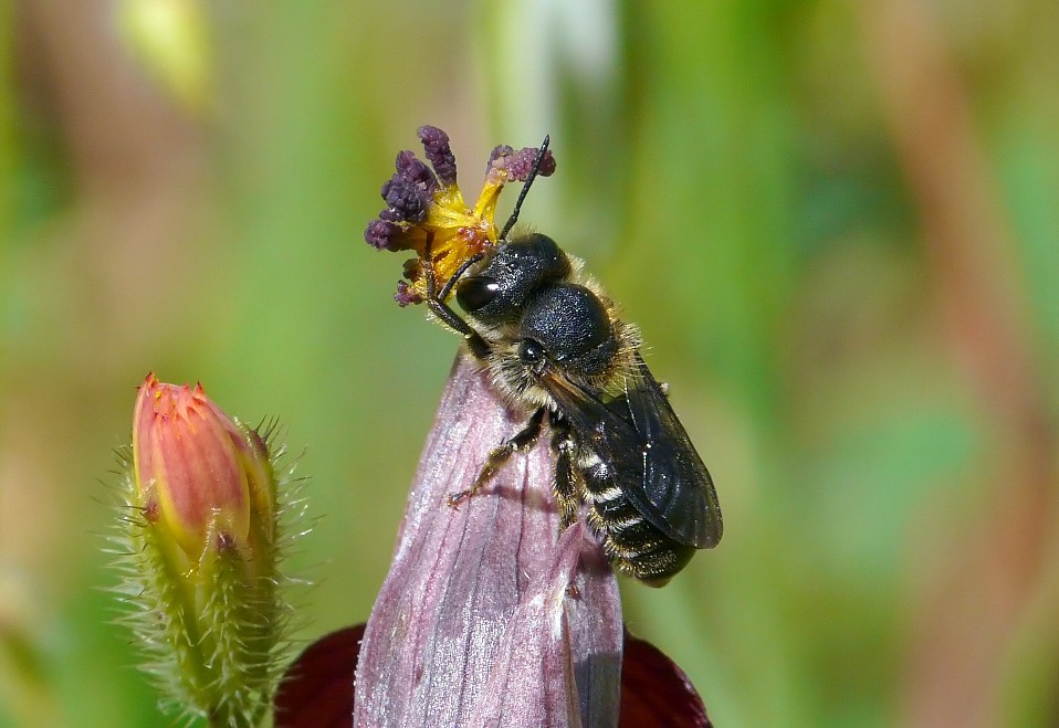 imenottero su Serapias cordigera: Apidae Megachilinae: cfr. Megachile sp.